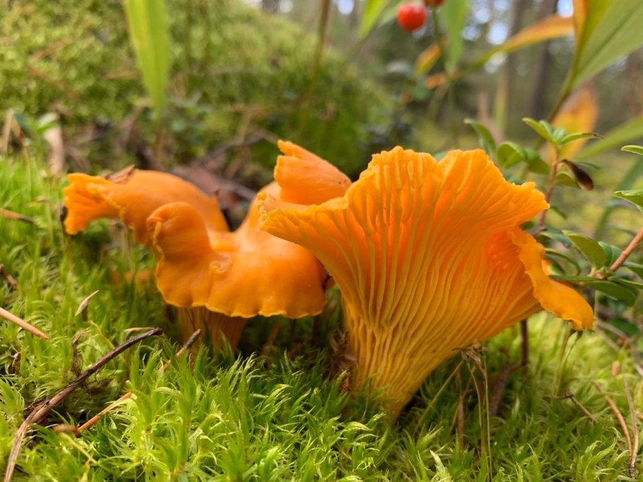 Лисичка желтеющая