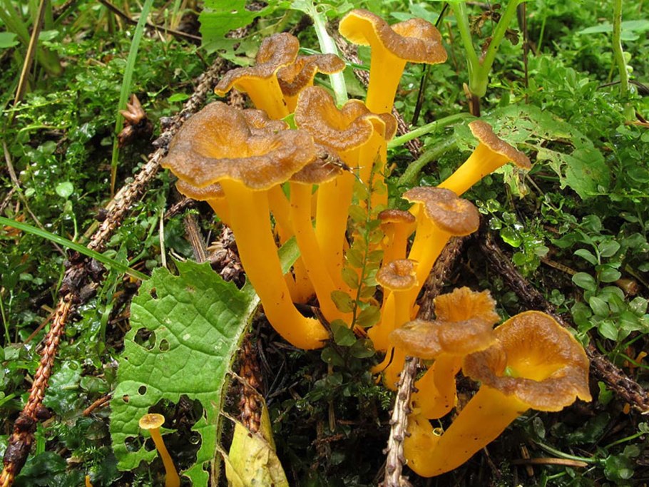 Грибы Краснодарского края лисички