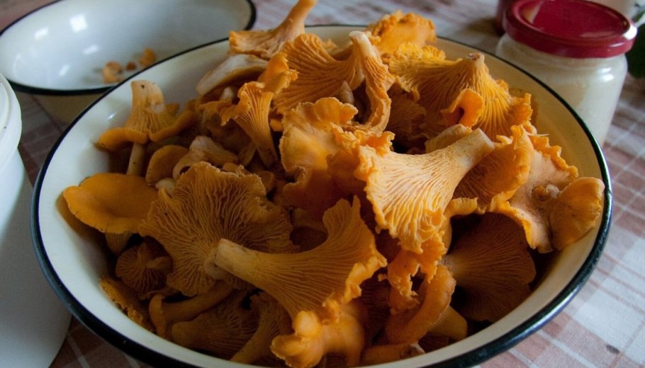 Грибы лисички