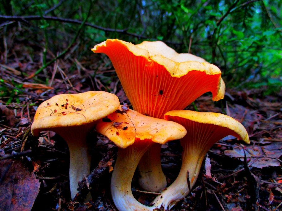 Вороночник рожковидный гриб