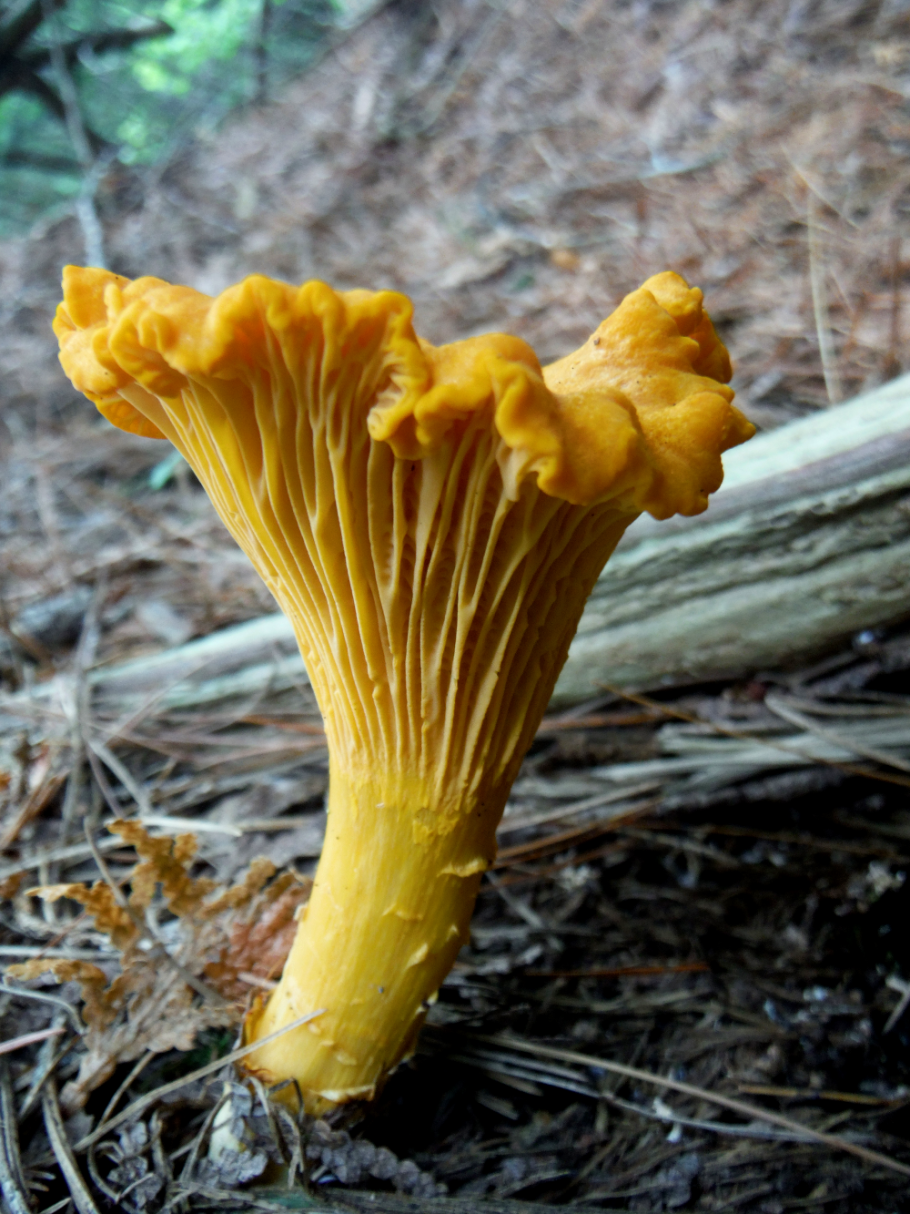 Лисички грибы ф2