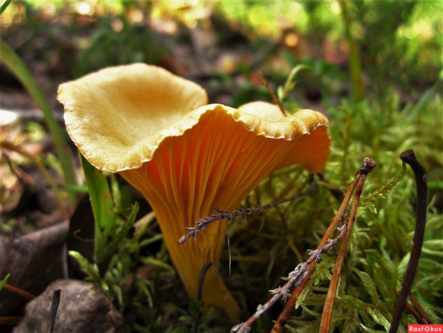 Ложная лисичка гриб