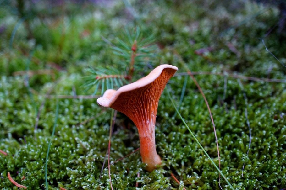 Лисичка желтая (Cantharellus cibarius)