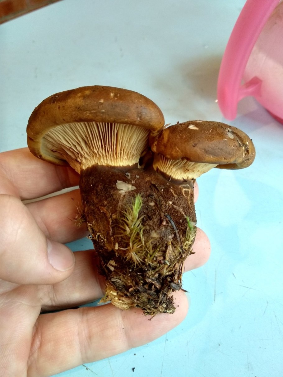 Свинушки Ведьмин гриб