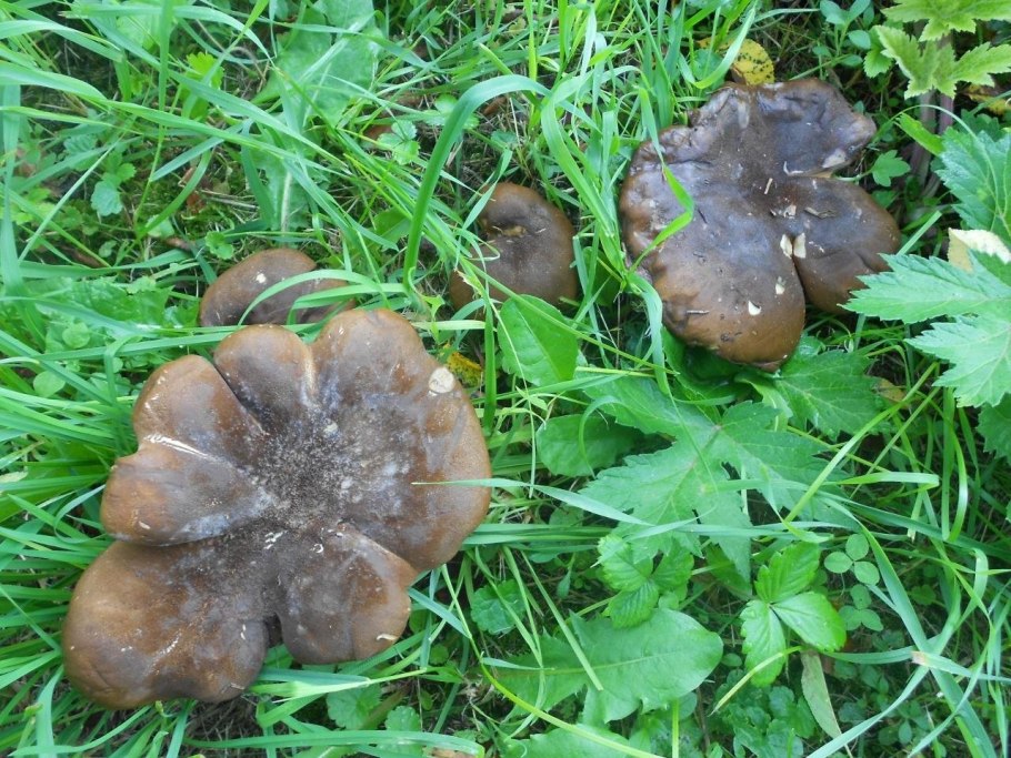 Свинушка толстая синеет