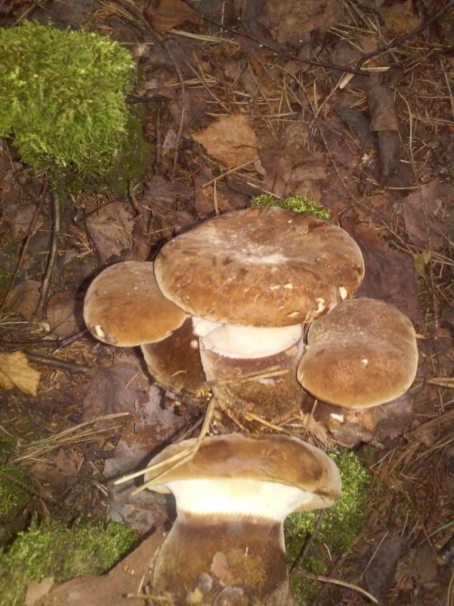 Тапинелла гриб