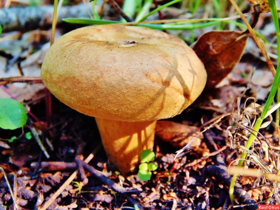 Свинушка тапинелла