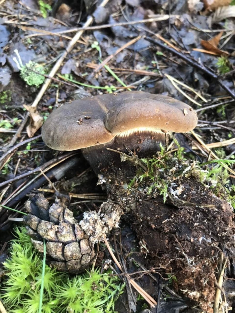 Свинушка шиитаке