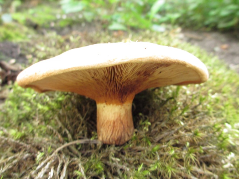 Свинушка тапинелла