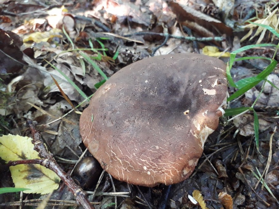 Свинушки чернушки грибы