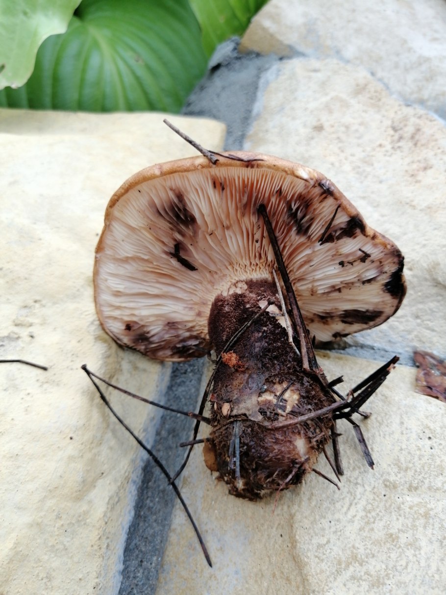 Свинушка тапинелла