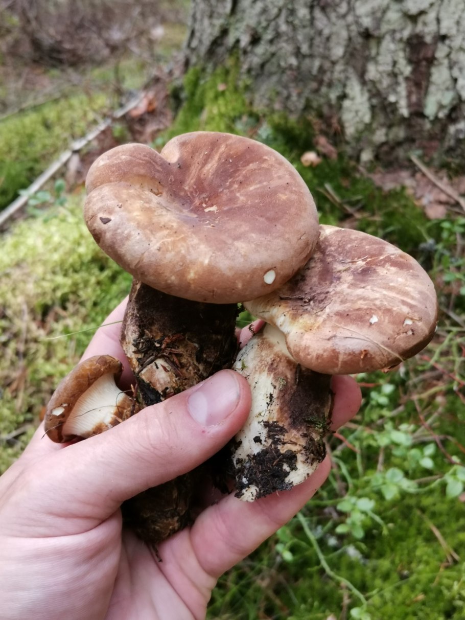 Гриб свинушка толстая и тонкая