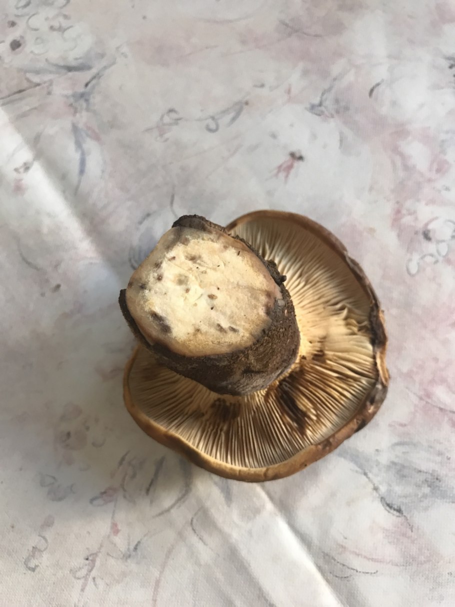 Грибы пластинчатые свинушка тонкая