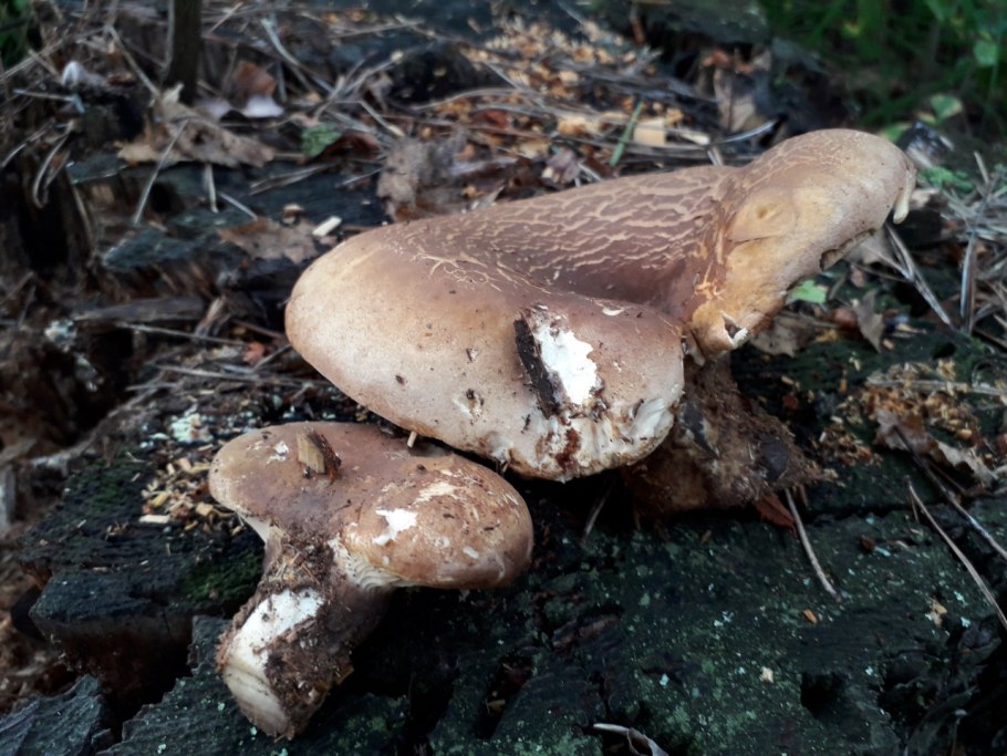 Свинушка тапинелла