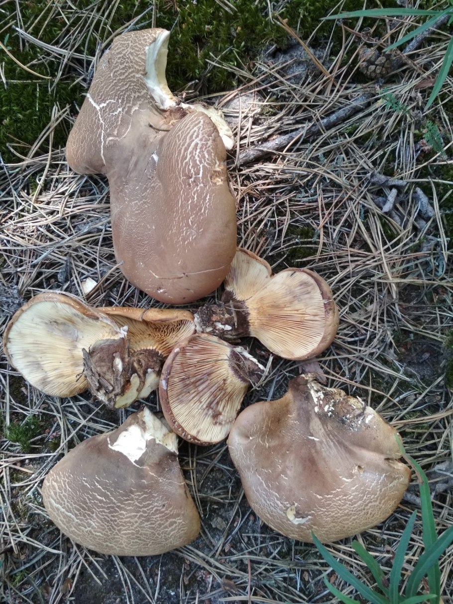 Свинушки толстые