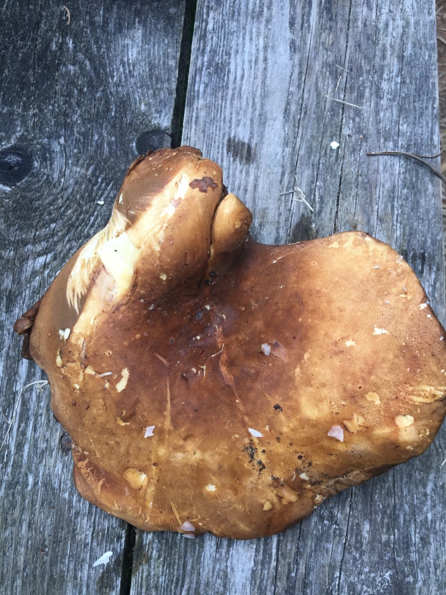 Гриб свинушка толстая и тонкая