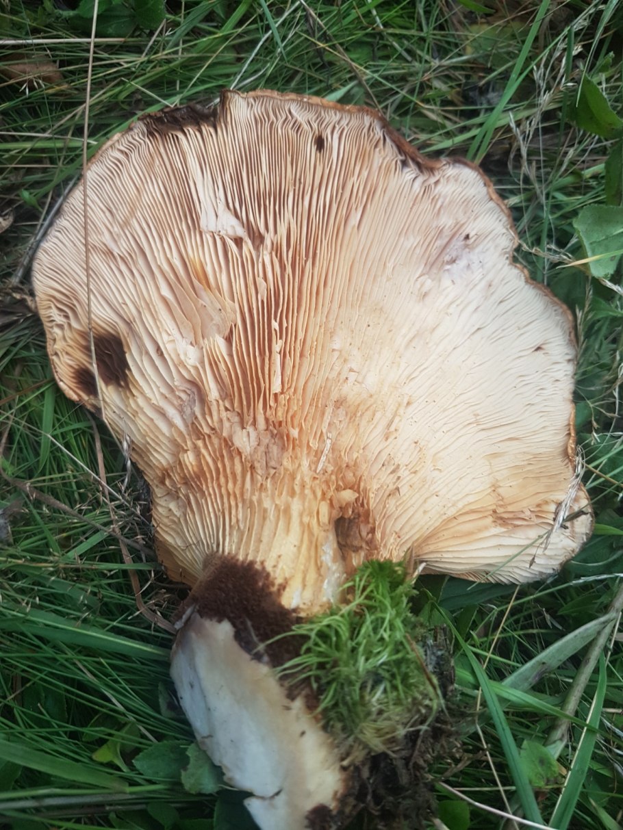 Гриб свинушка