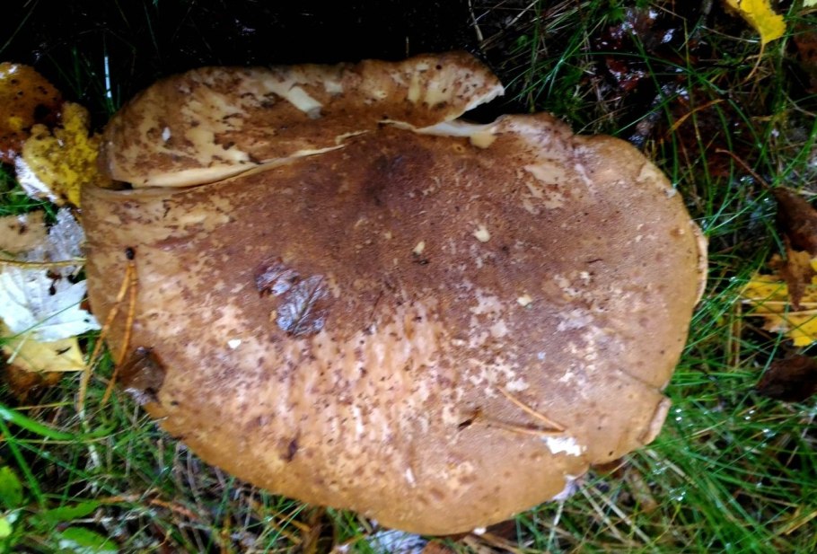 Свинушка в разрезе