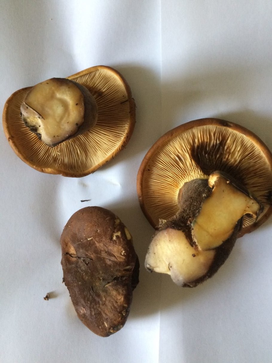 Свинушка толстая гриб