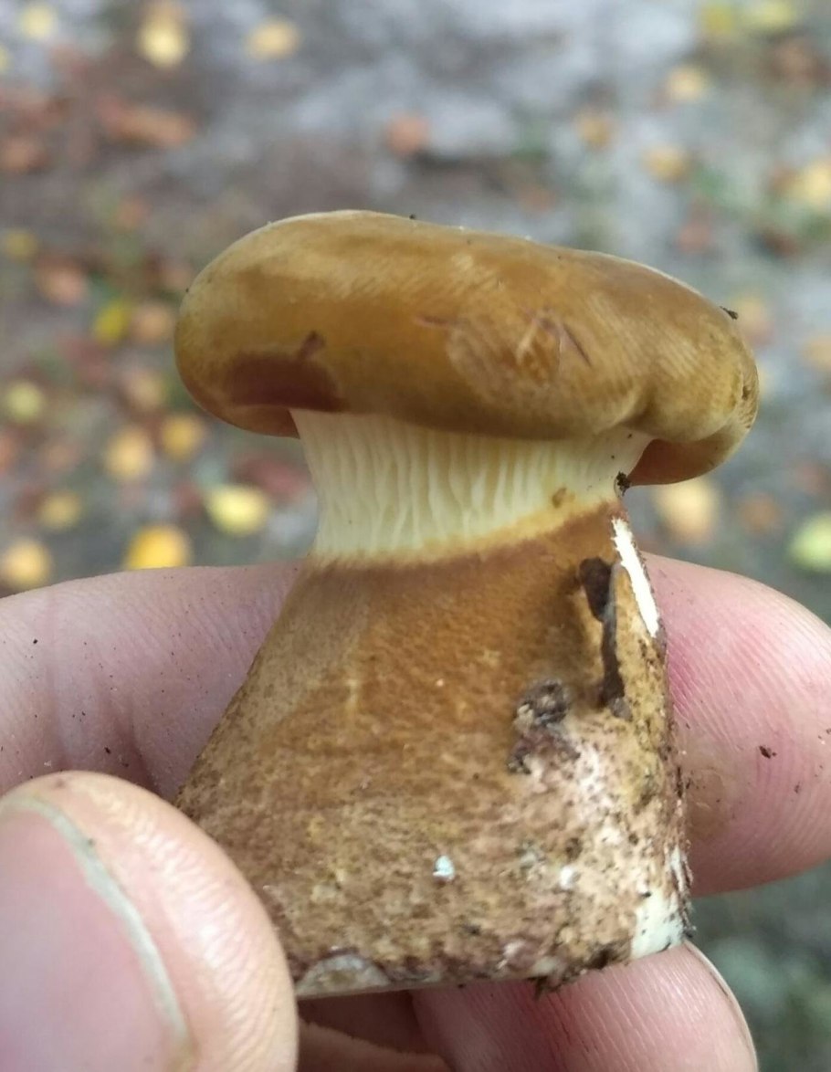 Свинушка тапинелла