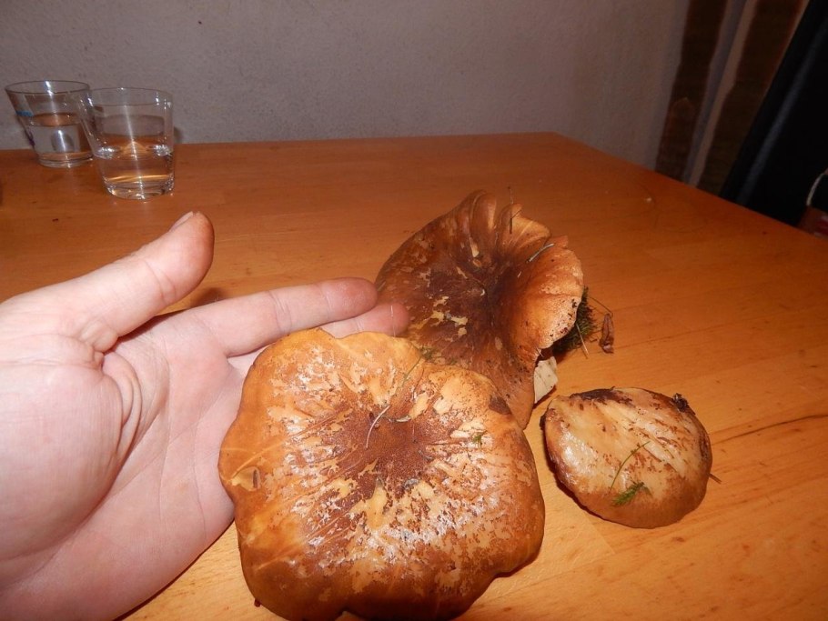 Свинушка тапинелла