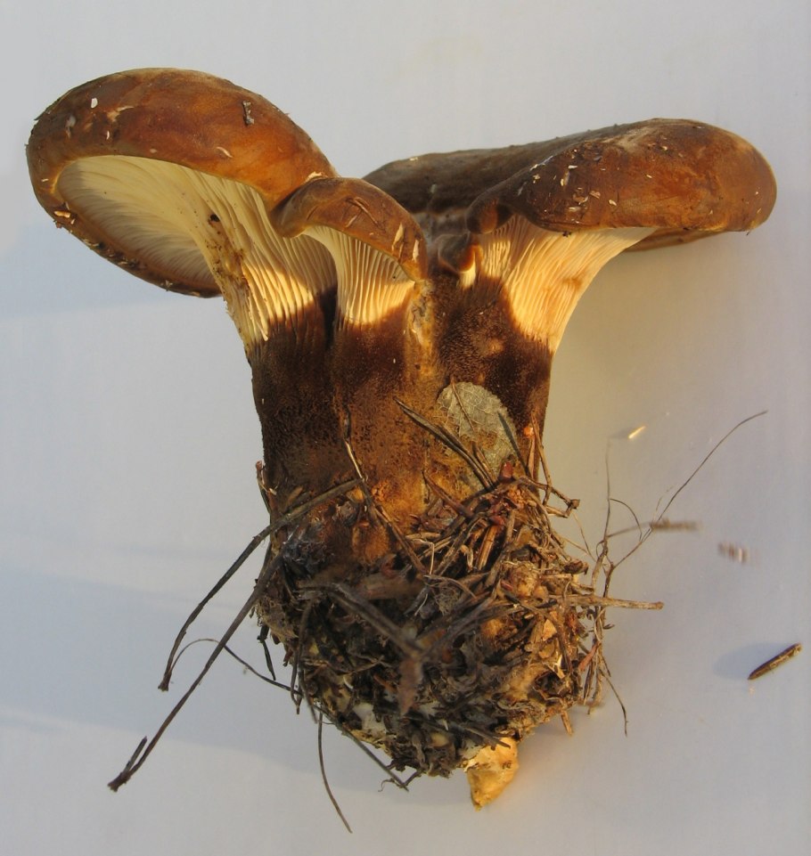 Гриб свинушка толстая