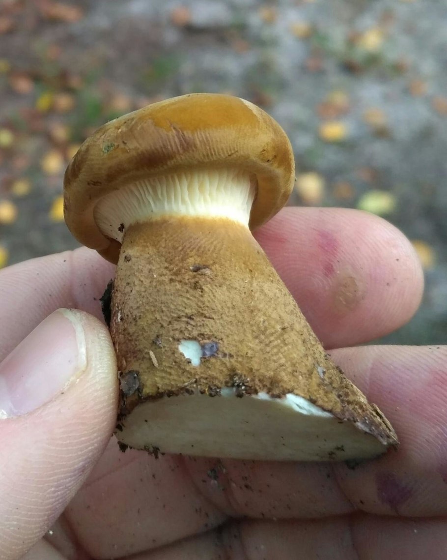 Свинушка толстоногая