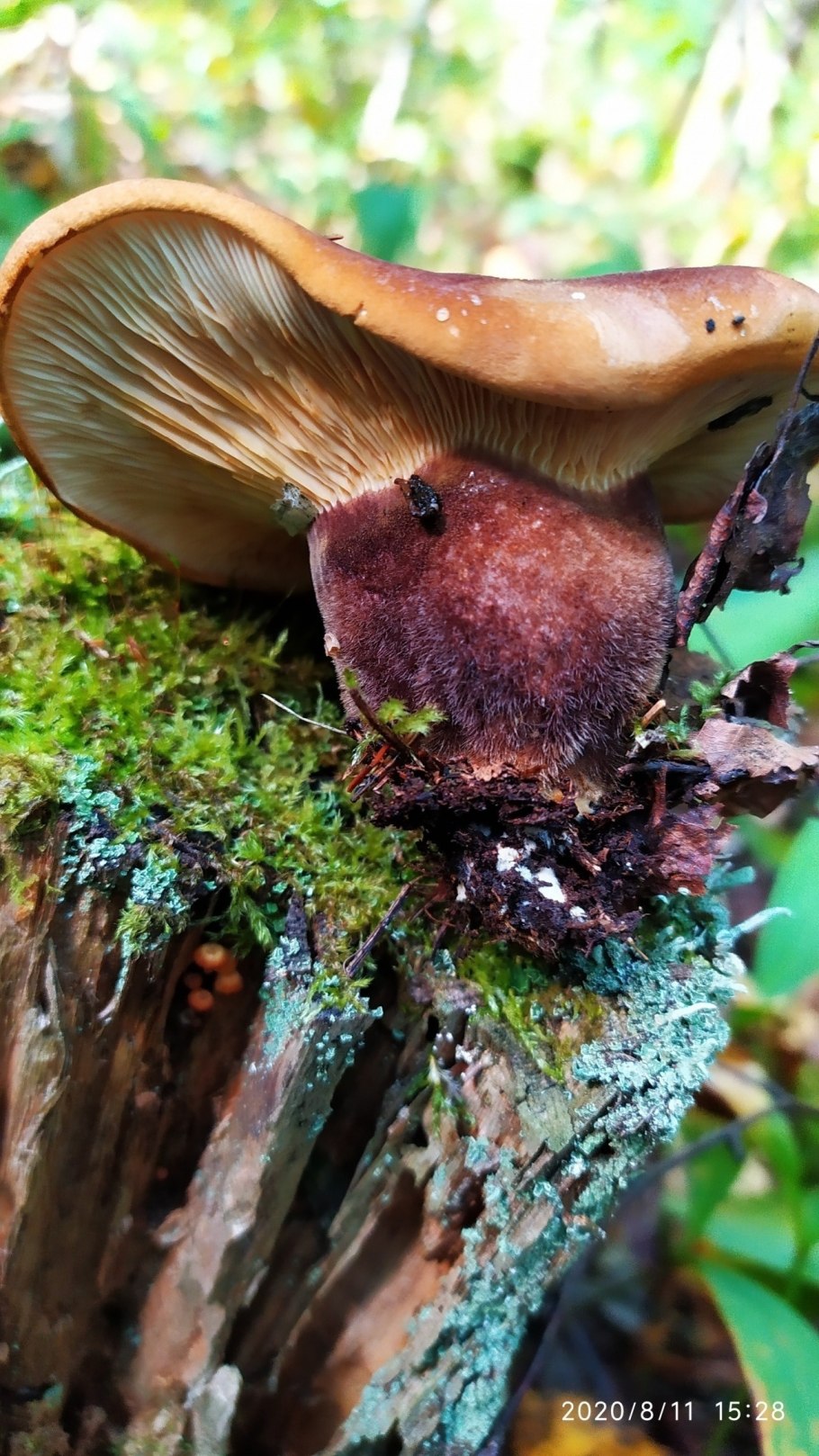 Гриб свинушка толстая