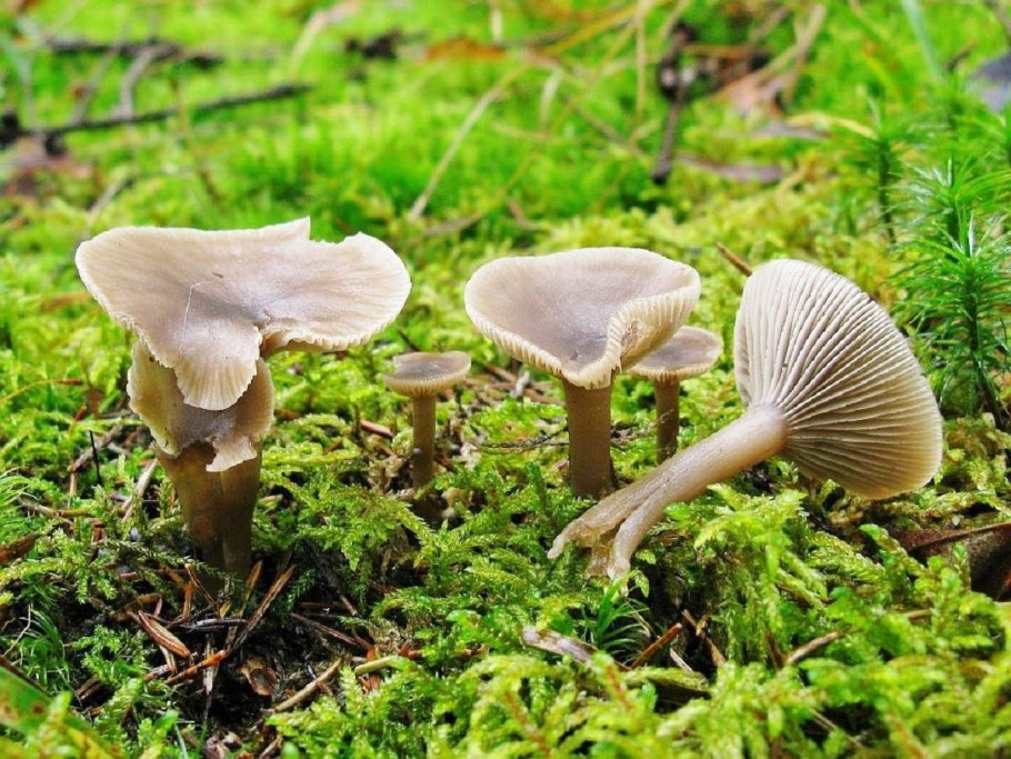 Говорушка желобчатая Clitocybe vibecina
