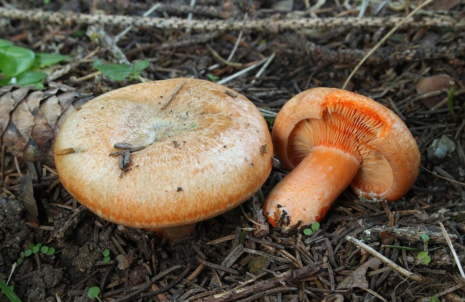 Рыжик еловый/еловик (Lactarius deterrimus);