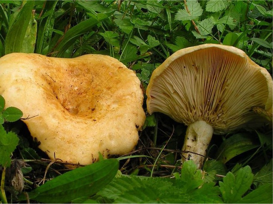 Lepista Panaeolus