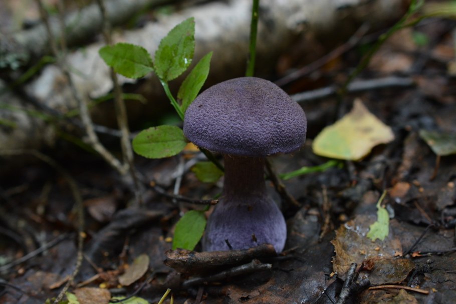 Лаковица Аметистовая Laccaria amethystina