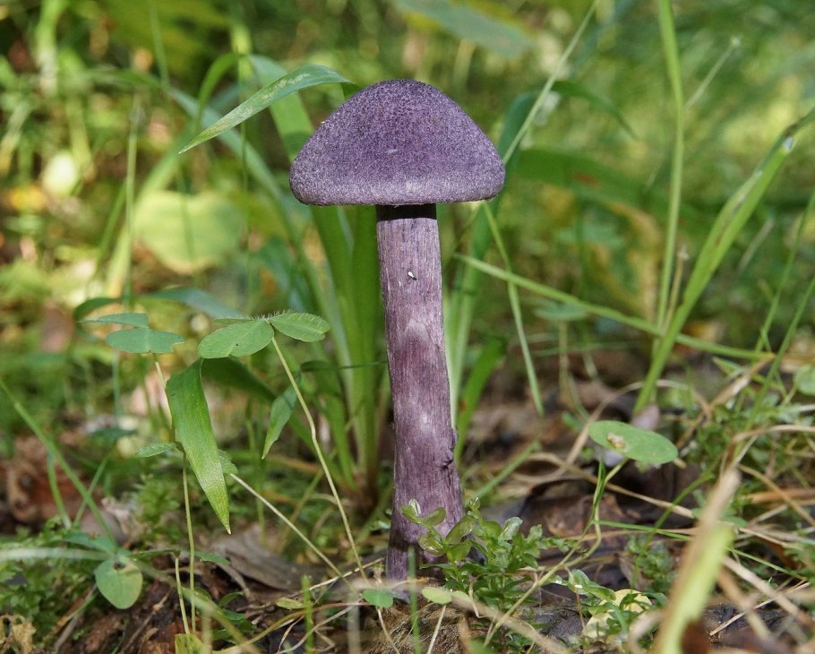 Паутинник фиолетовый гриб