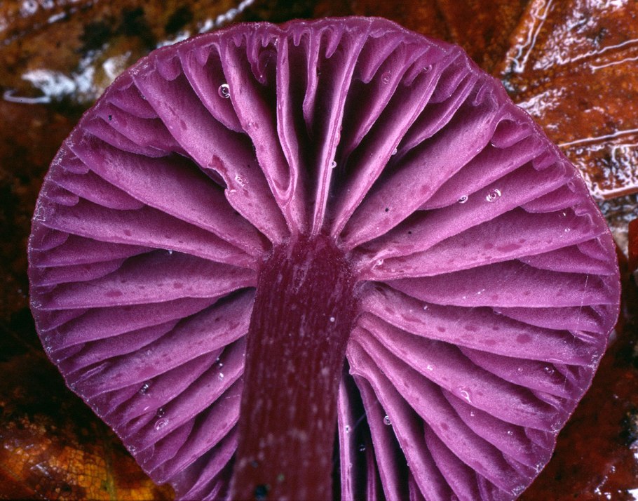 Лаковица аметистовая laccaria amethystina