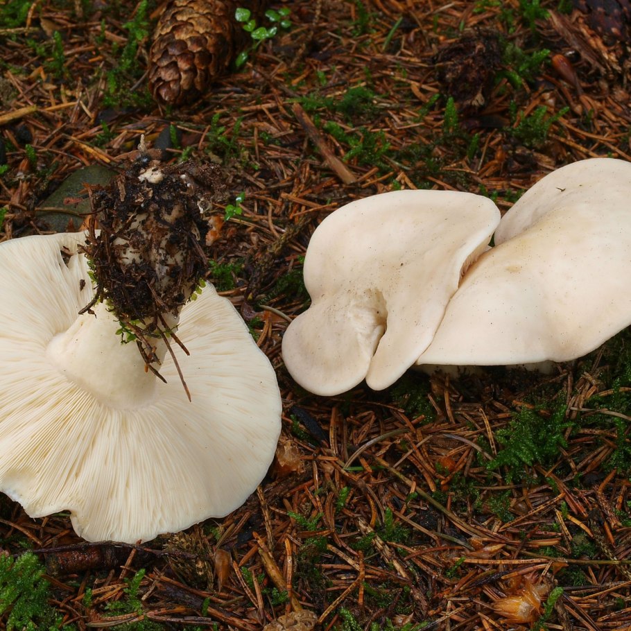 Tricholoma scalpturatum
