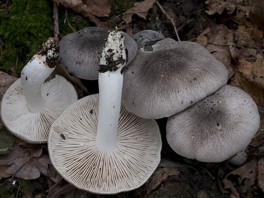 Рядовка заостренная Tricholoma virgatum.