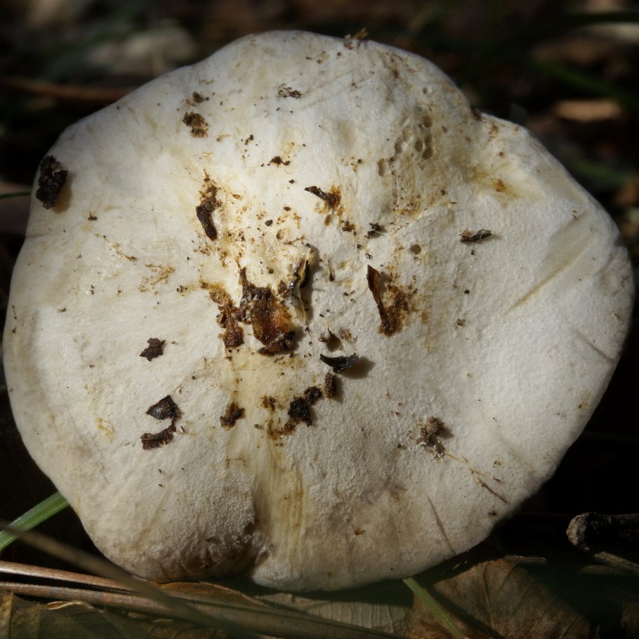 Рядовку землисто-серую (Tricholoma terreum)