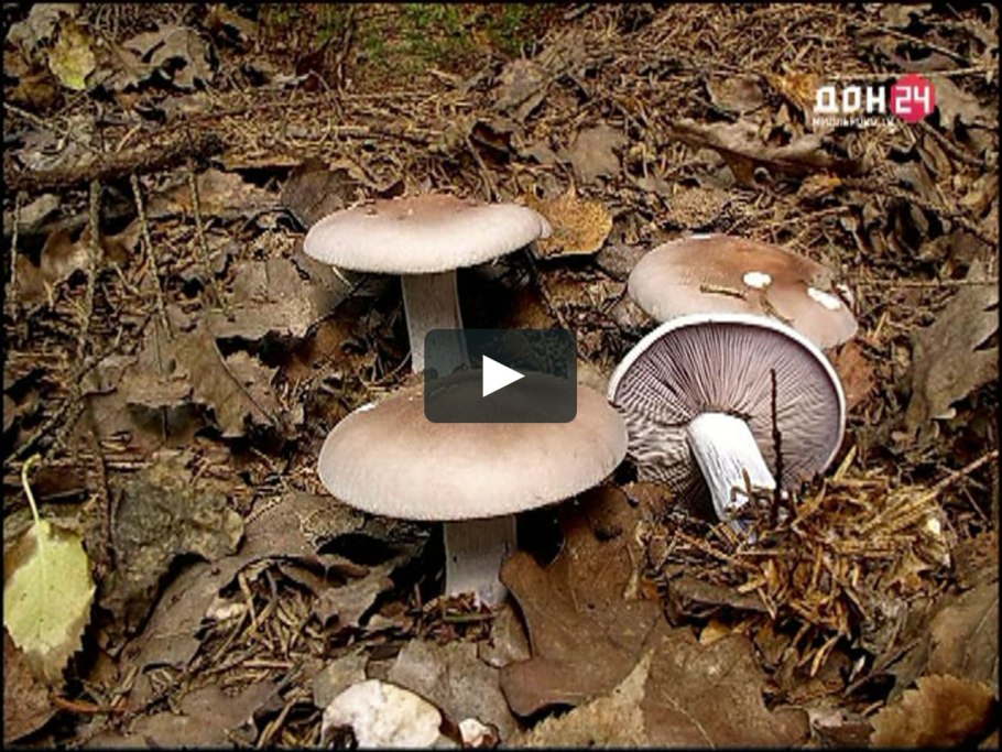 Рядовка серая Tricholoma portentosum.
