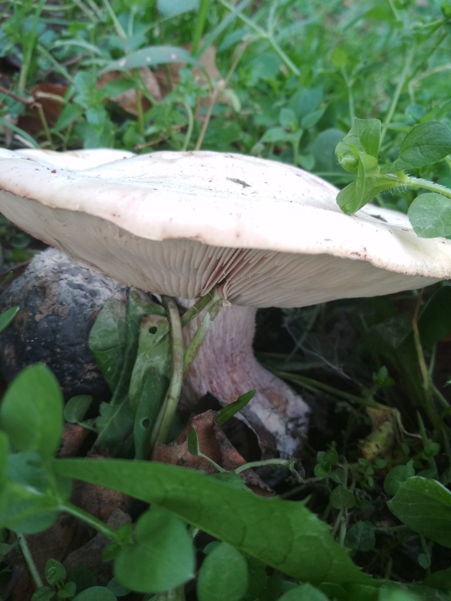 Говорушка лиловоногая