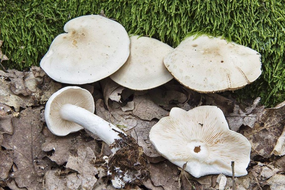 Рядовка серая Tricholoma portentosum.