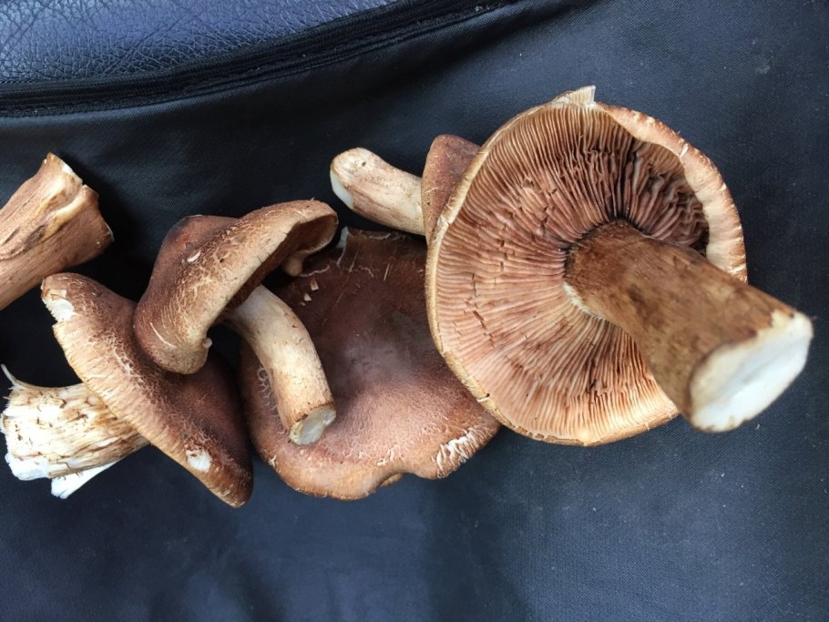 Рядовка землистая Tricholoma terreum