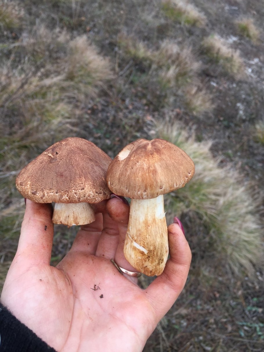 Tricholoma orirubens