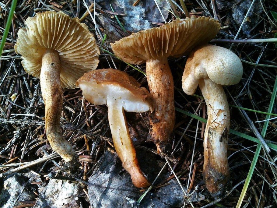 Рядовка опоясанная Tricholoma cingulatum
