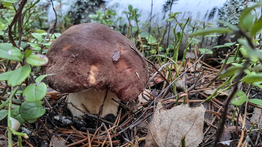 Tricholoma terreum