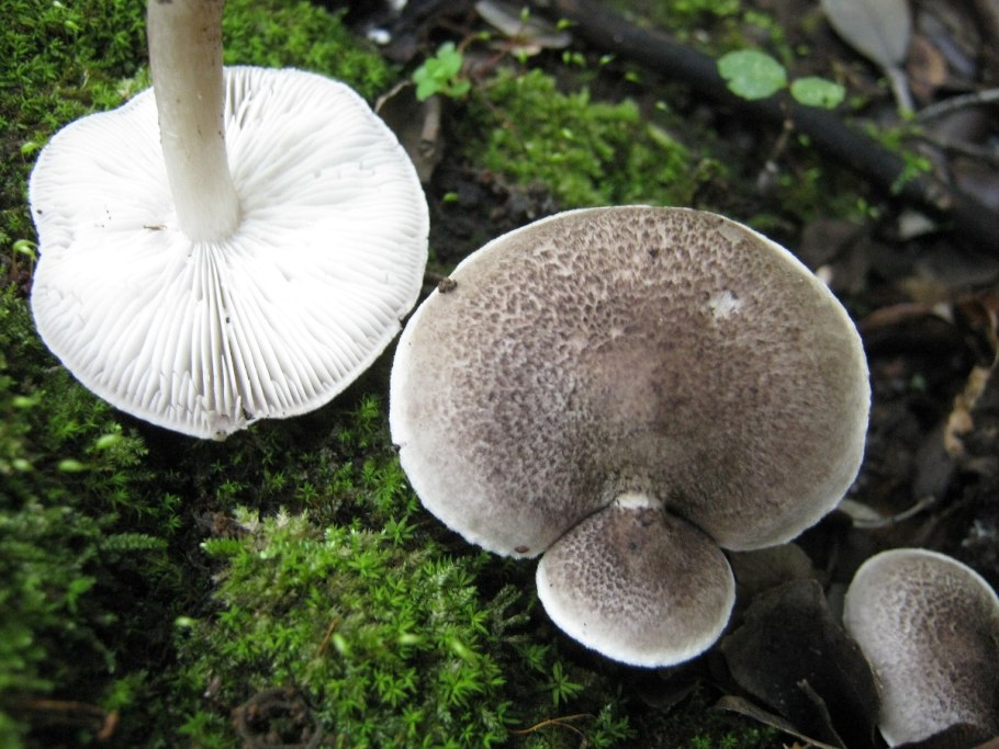 Tricholoma pseudonictitans