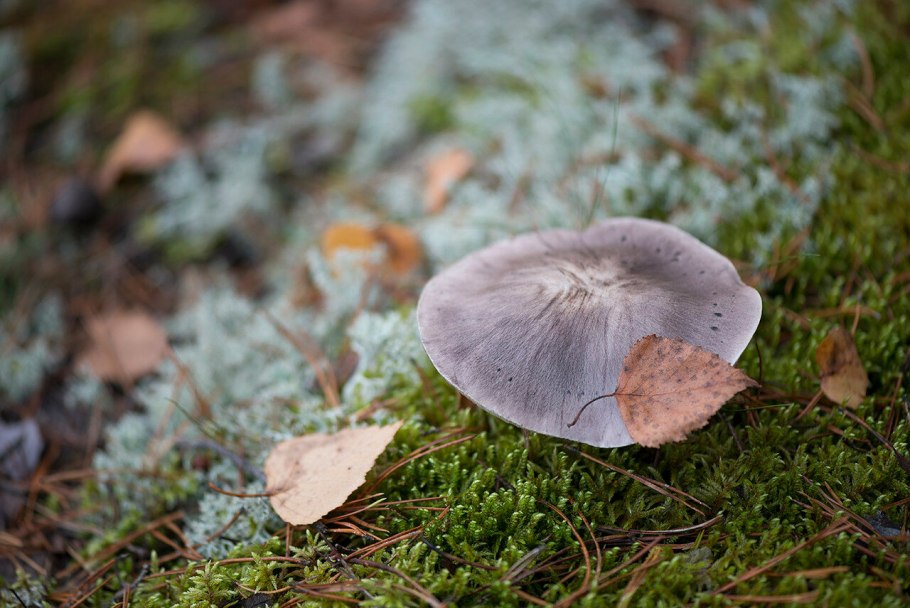Рядовка серая tricholoma portentosum