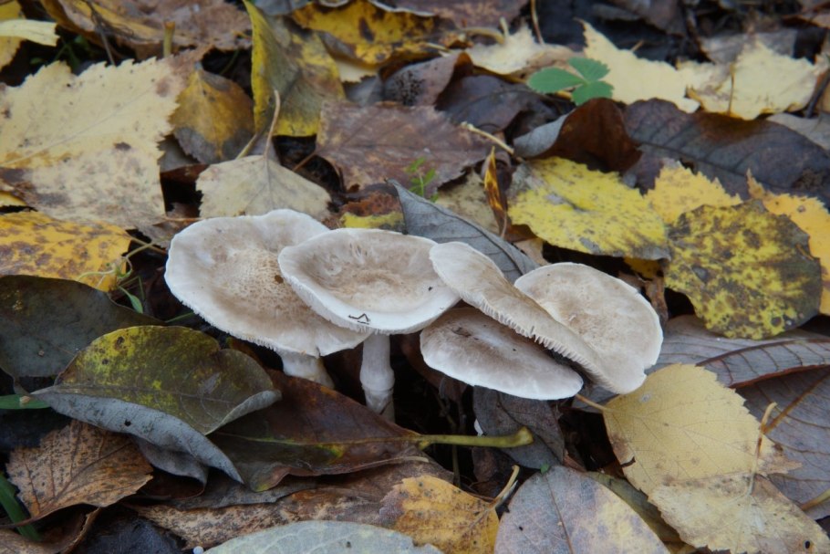 Рядовка опоясанная tricholoma cingulatum