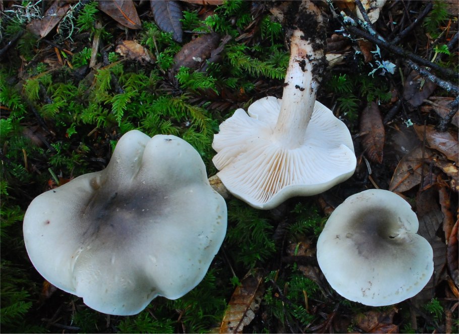 Рядовка Чешуйчатая Tricholoma imbricatum