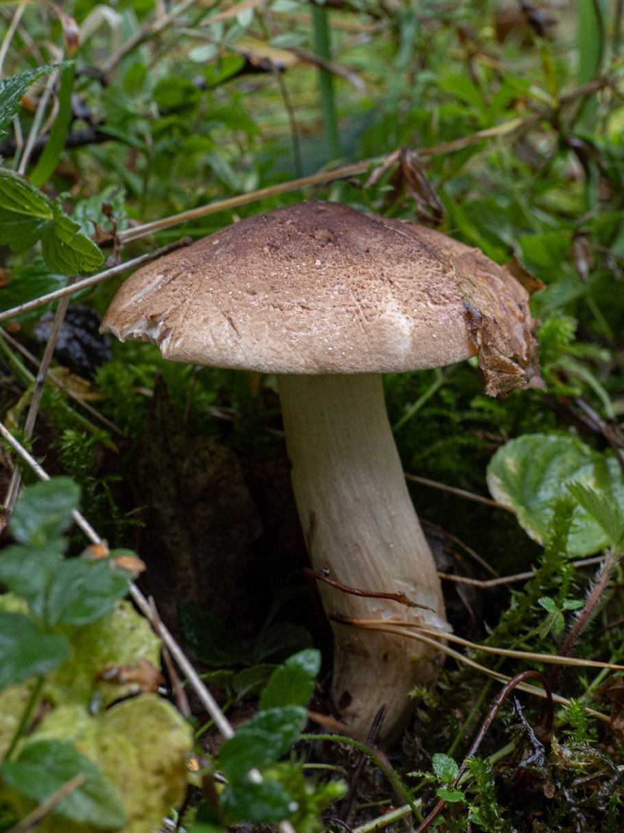 Рядовка коричневая Tricholoma imbricatum