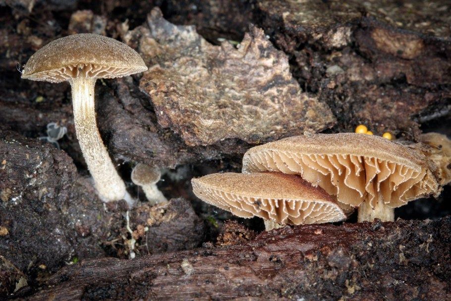 Тефроцибе вонючая